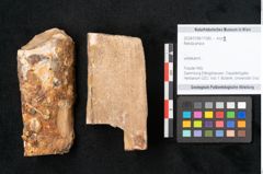 Foto (Objekt + Etikett) von Betula prisca (NHMW-GEO-2024-0188-11580)